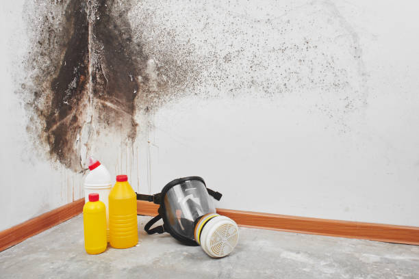 Attic Mold Removal in Thompsonville, PA