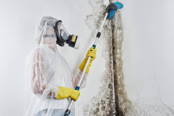 Best Mold Testing  in Thompsonville, PA