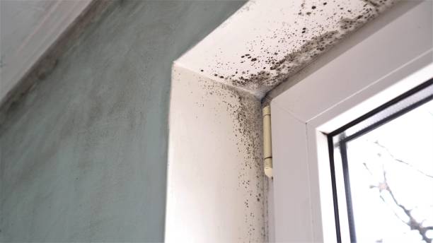 Best Attic Mold Removal  in Thompsonville, PA