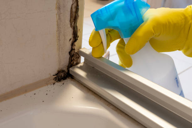 Best Mold Testing and Removal  in Thompsonville, PA
