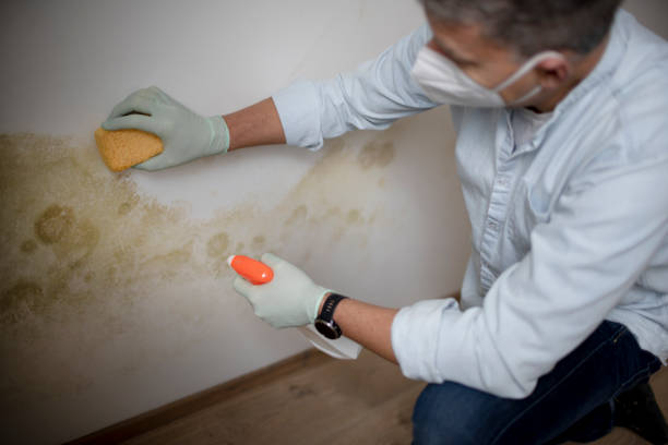 Best Commercial Mold Removal  in Thompsonville, PA