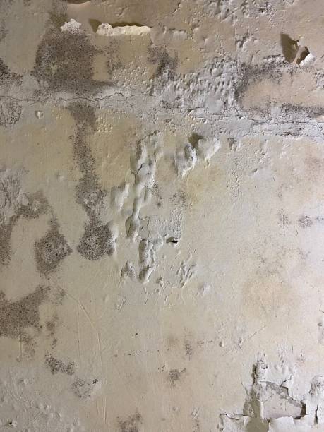 Best Mold Inspection  in Thompsonville, PA
