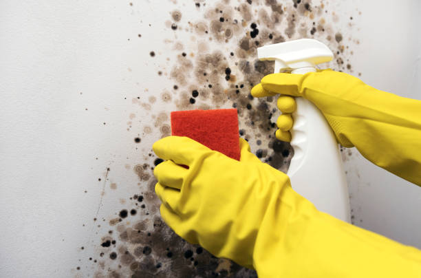 Professional Mold Removal in Thompsonville, PA