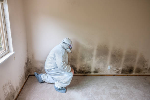 Best Home Mold Removal  in Thompsonville, PA