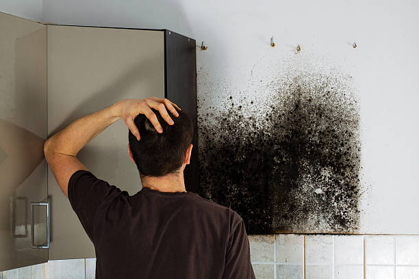 Best Certified Mold Removal  in Thompsonville, PA