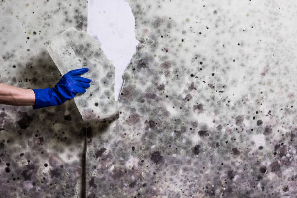 Best Affordable Mold Removal  in Thompsonville, PA