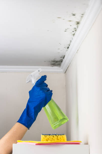 Best Office Mold Removal Services  in Thompsonville, PA
