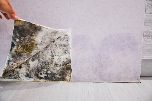 Best Residential Mold Removal  in Thompsonville, PA